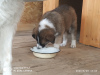 Photo №2 de l'annonce № 7417 de la vente chien bâtard - acheter à Fédération de Russie annonce privée