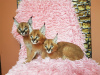 Photos supplémentaires: chatons caracal et caracat disponibles