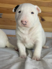 Photos supplémentaires: Bull-terrier miniature Lauras Dream FCI