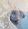 Photo №2 de l'annonce № 83553 de la vente scottish fold - acheter à USA 