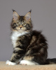 Photo №1. maine coon - à vendre en ville de Kazan | négocié | Annonce № 10325