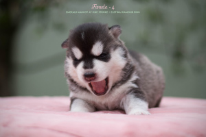 Photos supplémentaires: Chiots husky sibérien de parents généalogiques