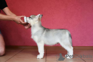 Photo №2 de l'annonce № 7268 de la vente husky de sibérie - acheter à Fédération de Russie de la fourrière