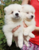 Photos supplémentaires: Chiots Spitz japonais