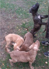 Photo №3. Chiots pit-bull terrier. Fédération de Russie