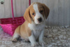 Photo №3. Chiots Beagle à vendre. USA
