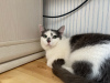 Photos supplémentaires: Elechka, une merveilleuse jeune chatte, est à la recherche d'un foyer et d'une