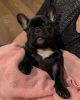 Photo №4. Je vais vendre bouledogue en ville de Rostock. annonce privée - prix - 360€