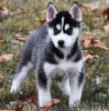 Photo №1. husky de sibérie - à vendre en ville de Stockholm | négocié | Annonce №113166