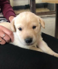 Photo №1. labrador retriever - à vendre en ville de Monampteuil | 284€ | Annonce №121250