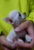 Photos supplémentaires: Princesse Mini Chihuahuas