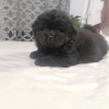 Photo №3. Chiots Chow-Chow. Serbie