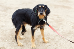 Photo №2 de l'annonce № 5332 de la vente chien d'arrêt allemand à poil dur - acheter à Fédération de Russie annonce privée