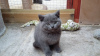 Photo №1. british shorthair - à vendre en ville de Berlin | 300€ | Annonce № 70408