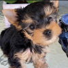 Photo №1. yorkshire terrier - à vendre en ville de Yorba Linda | négocié | Annonce №107704