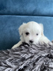 Photo №1. bichon maltais - à vendre en ville de Redding | 246€ | Annonce №77818