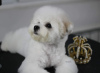 Photo №3. Chiot Bichon Frise à vendre. Serbie