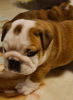 Photo №1. bulldog anglais - à vendre en ville de Copenhague | négocié | Annonce №15362