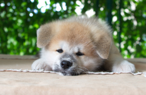 Photo №2 de l'annonce № 2985 de la vente akita (chien) - acheter à Fédération de Russie de la fourrière, éleveur