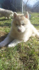 Photos supplémentaires: Chiots husky sibériens couleur isabella rare
