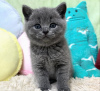 Photo №2 de l'annonce № 122119 de la vente british shorthair - acheter à USA 