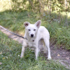 Photos supplémentaires: La chienne blanche Gerda recherche une famille aimante.