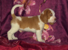 Photo №4. Je vais vendre beagle en ville de Москва. de la fourrière - prix - 602€