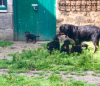 Photo №1. rottweiler - à vendre en ville de Брисбен | 845€ | Annonce №11905