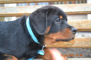 Photos supplémentaires: Chiots Rottweiler d'une pépinière d'un producteur de Serbie
