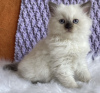 Photo №1. ragdoll - à vendre en ville de New york | 237€ | Annonce № 104314