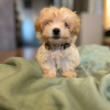 Photo №3. Chiots Maltipoo. Serbie