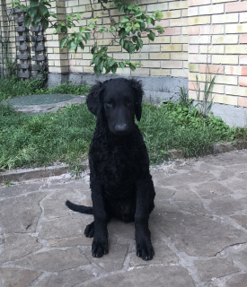 Photo №1. retriever à poil bouclé - à vendre en ville de Kiev | Négocié | Annonce №3011