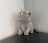 Photo №2 de l'annonce № 102885 de la vente british shorthair - acheter à USA annonce privée