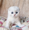 Photo №2 de l'annonce № 122123 de la vente british shorthair - acheter à USA annonce privée