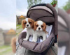 Photo №3. Magnifiques chiots Cavalier King Charles Spaniel... USA