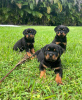 Photo №1. rottweiler - à vendre en ville de Munich | 350€ | Annonce №107569