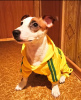 Photo №1. jack russell terrier - à vendre en ville de Манавгат | 400€ | Annonce №9475