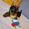 Photo №4. Je vais vendre yorkshire terrier en ville de Bamberg. annonce privée - prix - 265€