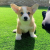 Photo №2 de l'annonce № 117970 de la vente welsh corgi - acheter à Suède 