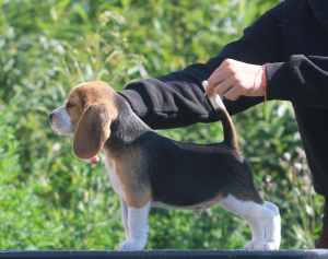 Photo №3. Le beagle Charmant garçon. Biélorussie