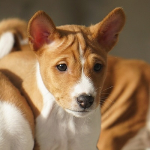 Photo №1. basenji - à vendre en ville de Izhevsk | 542€ | Annonce №5808