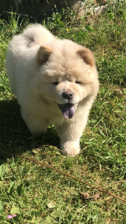 Photos supplémentaires: Chiots Chow Chow