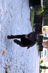 Photos supplémentaires: Chocolate Girl Labrador Retriever