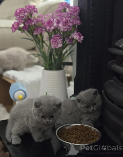 Photo №1. british shorthair - à vendre en ville de Luxembourg | 400€ | Annonce № 173498