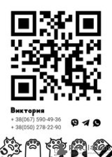 Photo №2 de l'annonce № 12625 de la vente ragdoll - acheter à Ukraine de la fourrière, éleveur