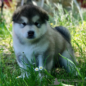 Photo №2 de l'annonce № 119711 de la vente malamute de l'alaska - acheter à Allemagne annonce privée