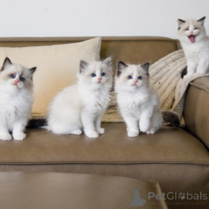 Photo №1. ragdoll - à vendre en ville de Anderlecht | négocié | Annonce № 163539