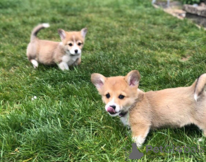 Photos supplémentaires: Chiots corgi gallois