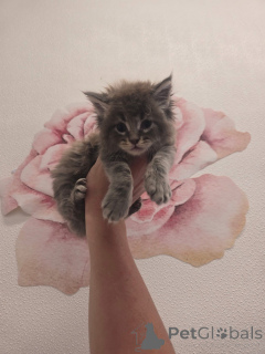 Photo №1. maine coon - à vendre en ville de Aberdeen | négocié | Annonce № 157146