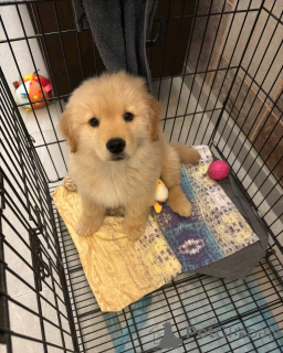 Photo №1. golden retriever - à vendre en ville de Флорида Сити | 1063€ | Annonce №138962